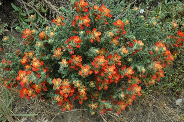 Soberanes Canyon 104.jpg